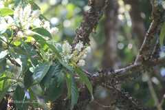 Symplocos cochinchinensis subsp. laurina